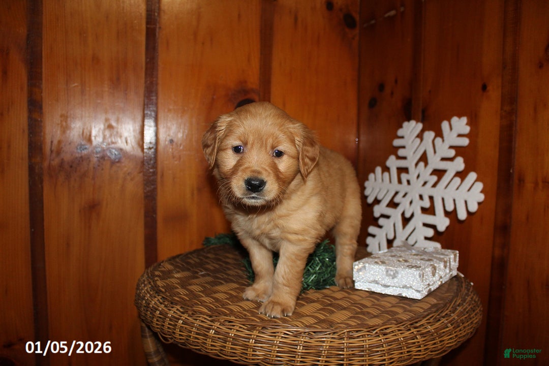 Golden Retriever dogs for sale: Sage - Ad 1