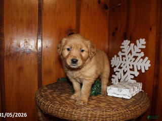 Golden Retriever dogs for sale: Sage - Ad 2
