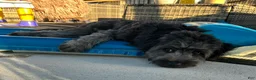 Mini Aussiedoodle dogs for sale: Mini Aussiedoodle 1 - Ad 2
