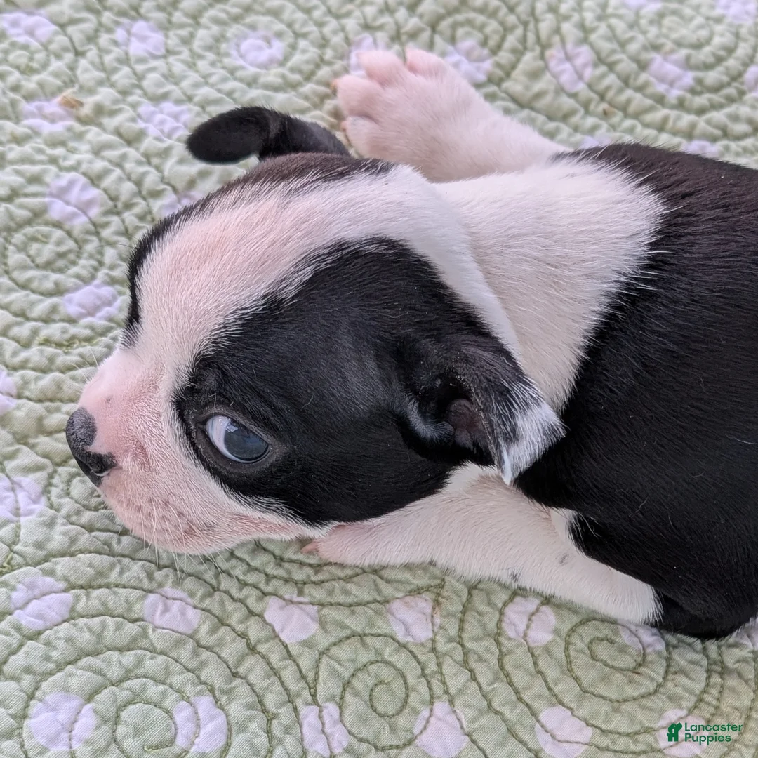 Boston Terrier dogs for sale: Mr. Kringle - Ad 11