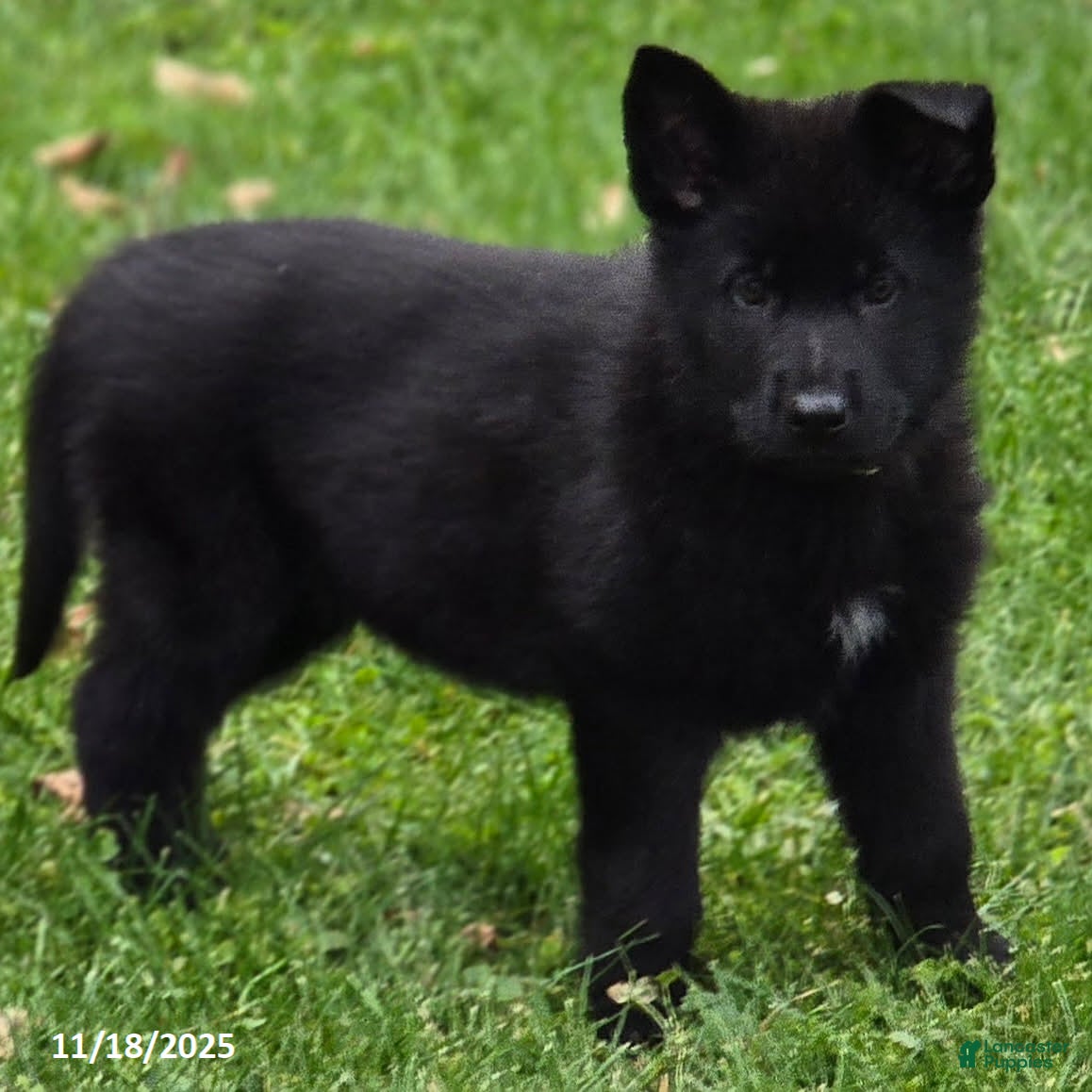 German Shepherd dogs Beyonce - Ad 28