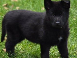 German Shepherd dogs Beyonce - Ad 5