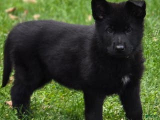 German Shepherd dogs Beyonce - Ad 16