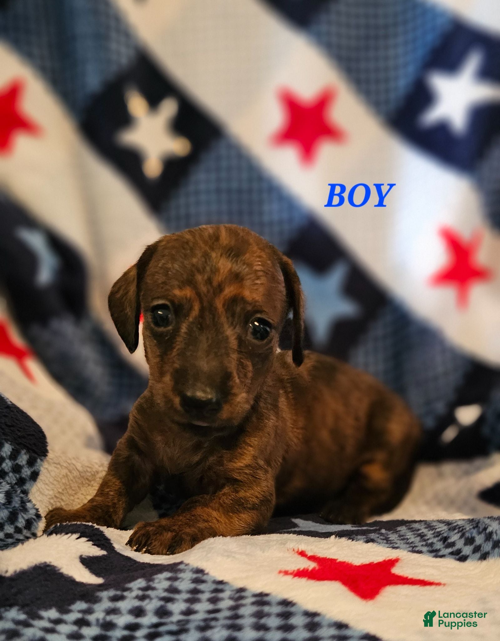 Miniature Dachshund dogs Miniature Dachshund 1 - Ad 10
