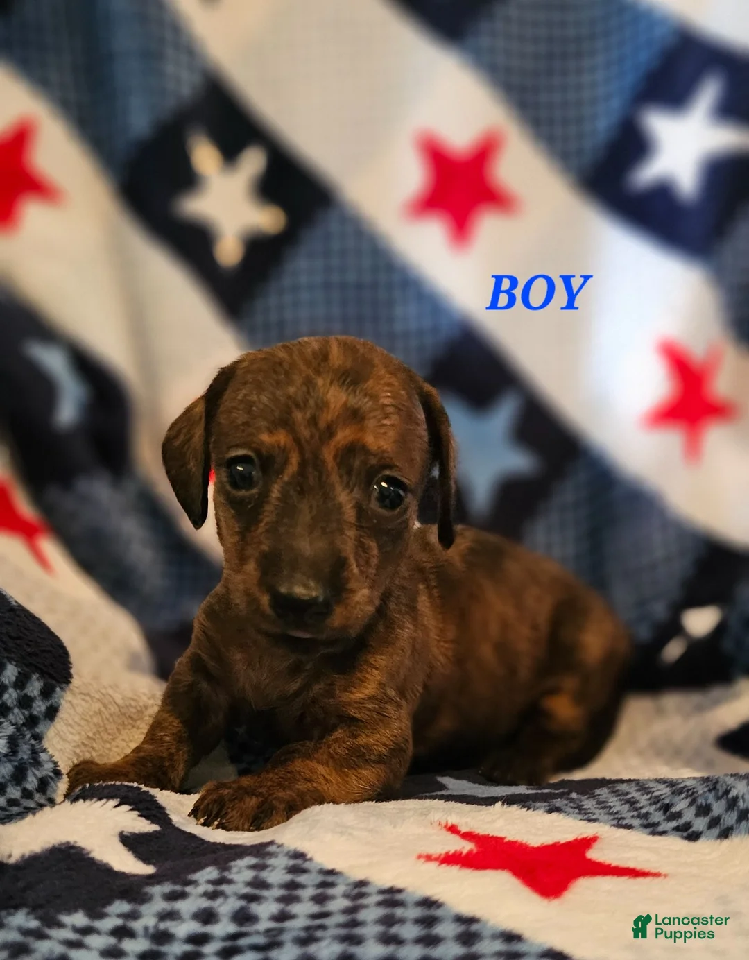 Miniature Dachshund dogs for sale: Miniature Dachshund 1 - Ad 1