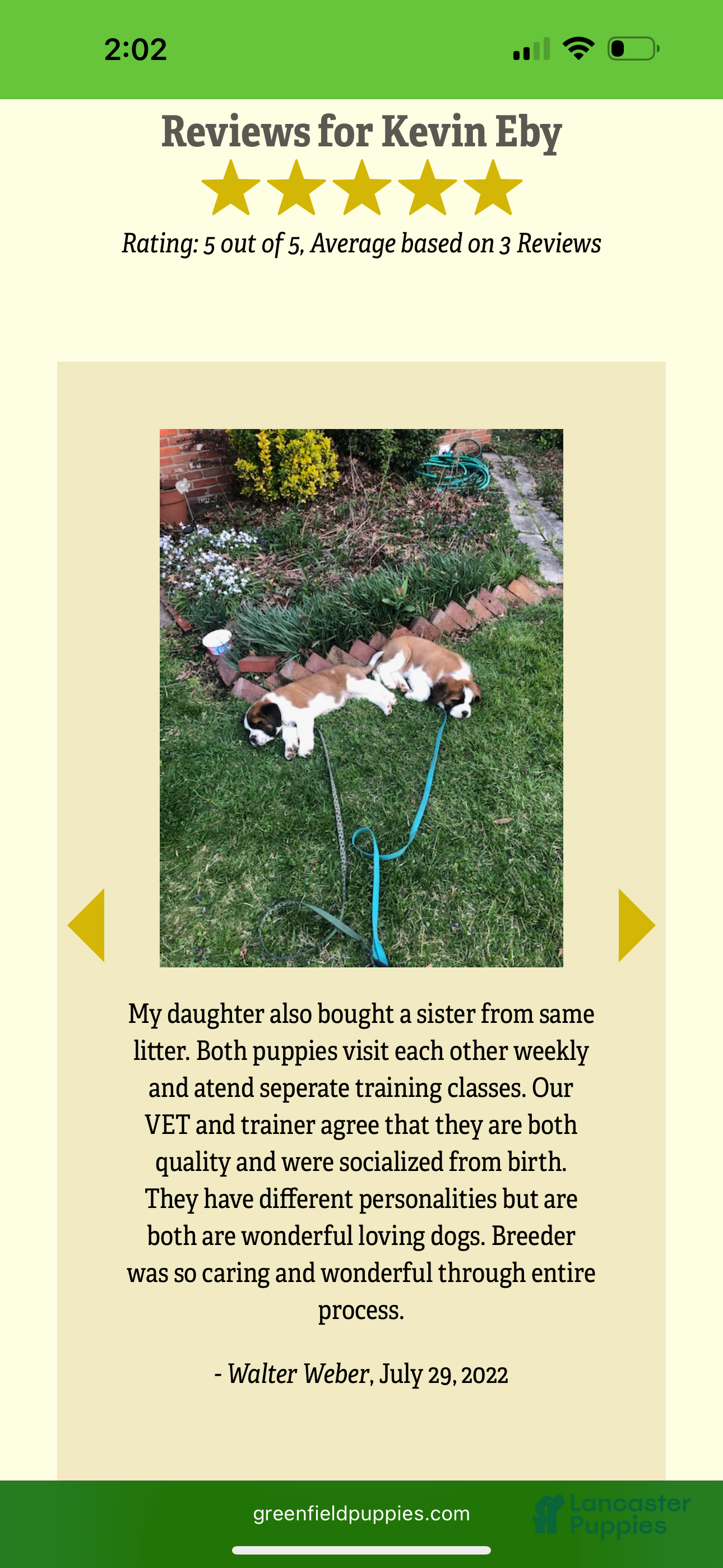 Saint Bernard dogs Rex - Ad 2