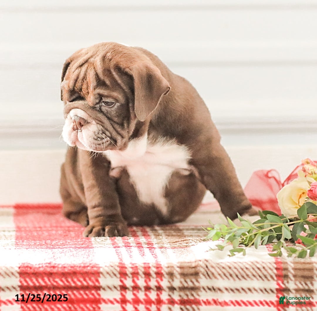 English Bulldog dogs for sale: Rhoda - Ad 3