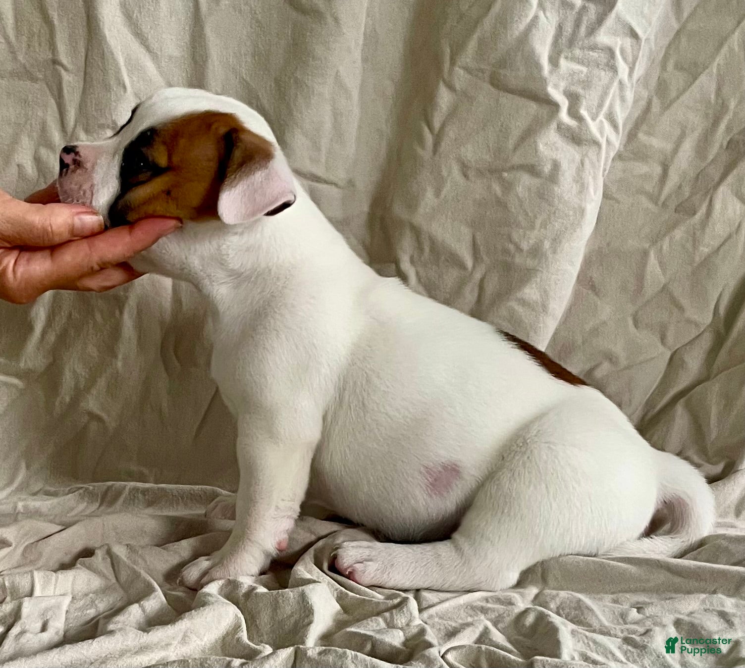 American Bulldog dogs Hazel eyed Barney  - Ad 2