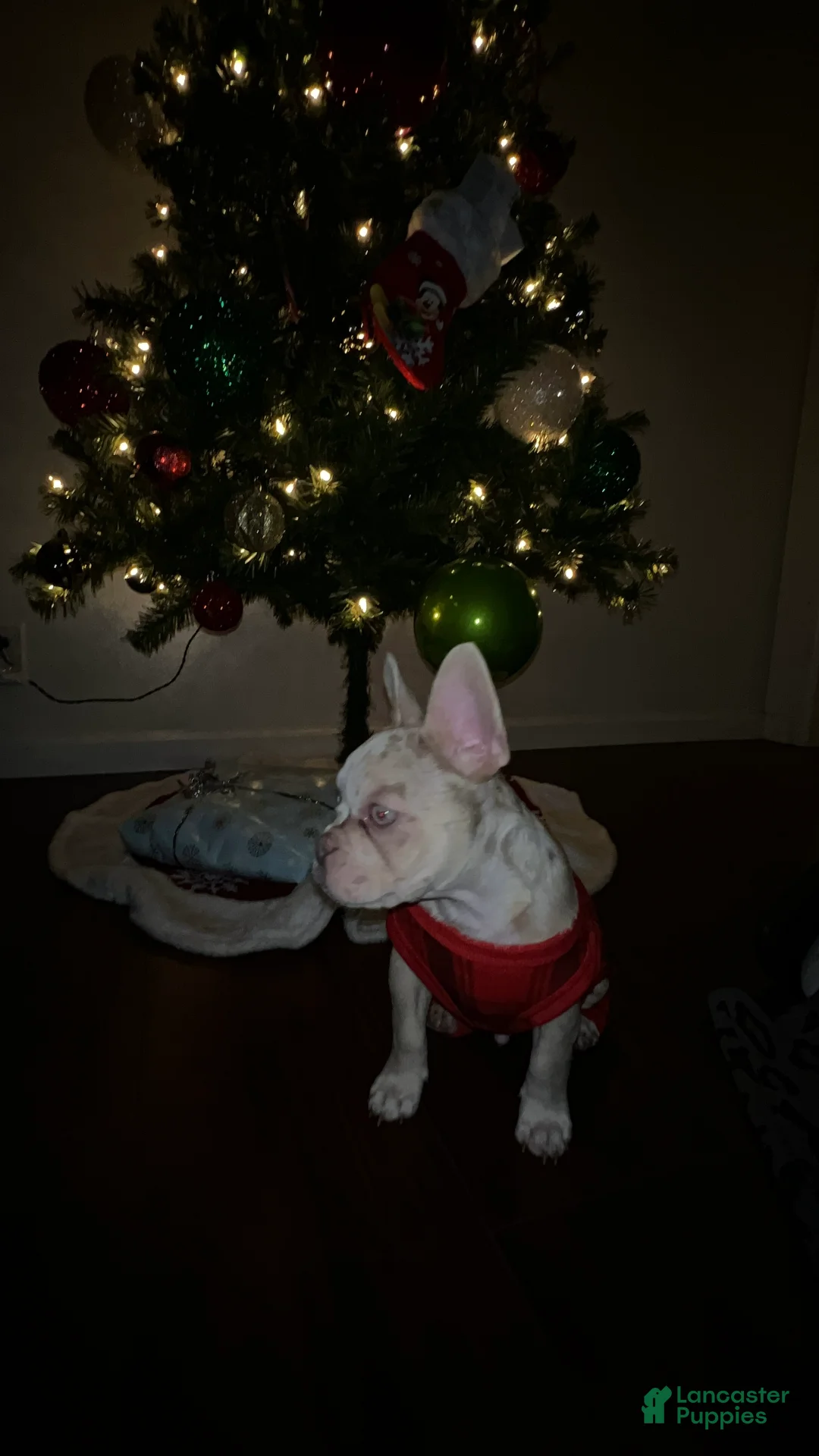French Bulldog dogs for sale: French Bulldog Puppy 1 - Ad 2