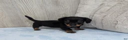Miniature Dachshund dogs for sale: Oreo - Ad 5