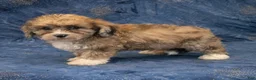 Havapoo dogs for sale: Dexter - Ad 4