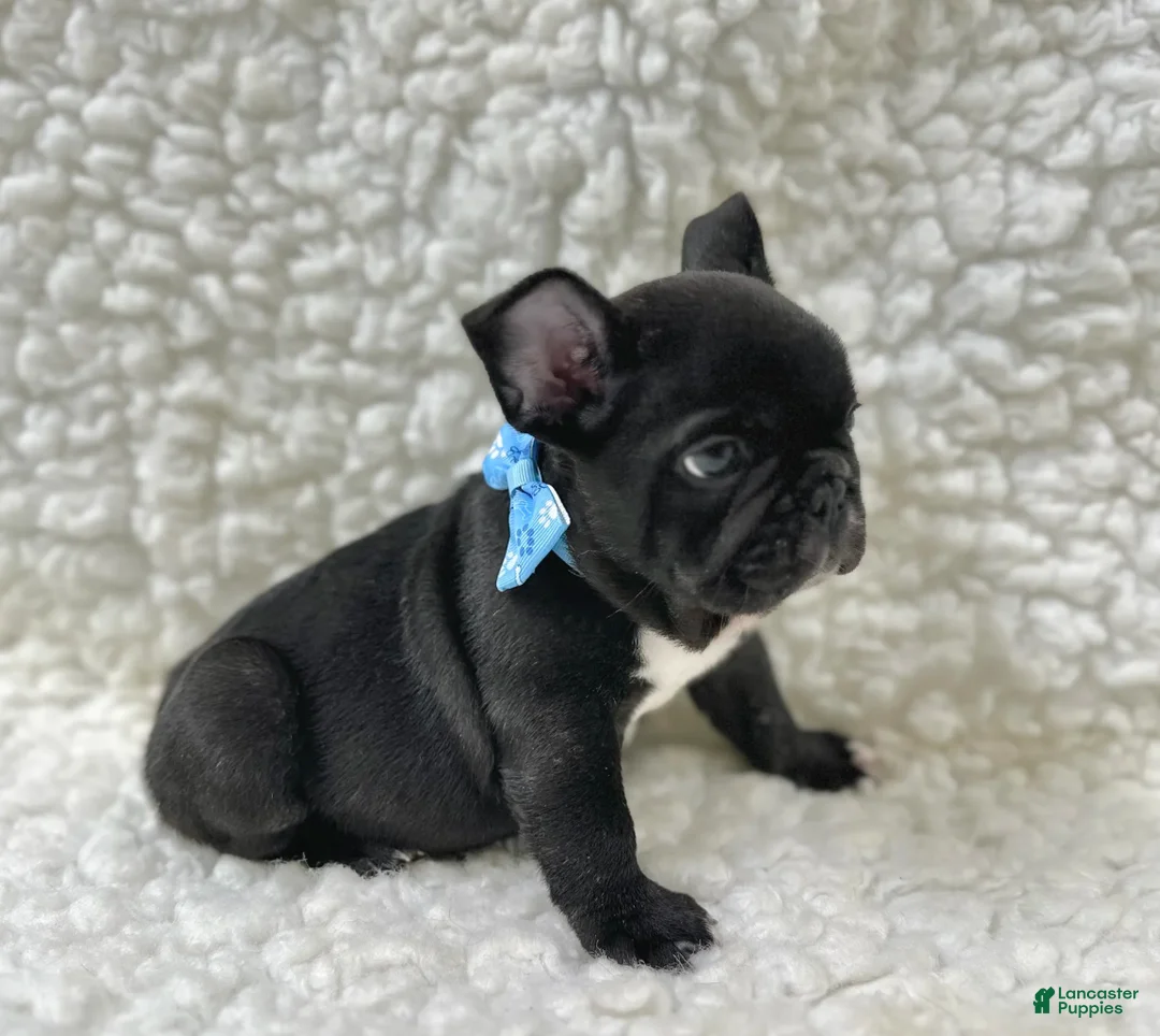 Mixed Breed dogs for sale: Bingo - Ad 2