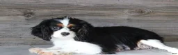 Cavalier King Charles Spaniel dogs for sale: Charlie - Ad 9