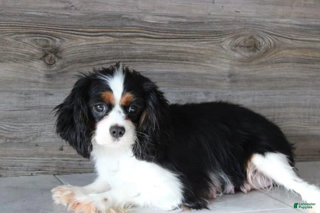 Cavalier King Charles Spaniel dogs for sale: Charlie - Ad 9