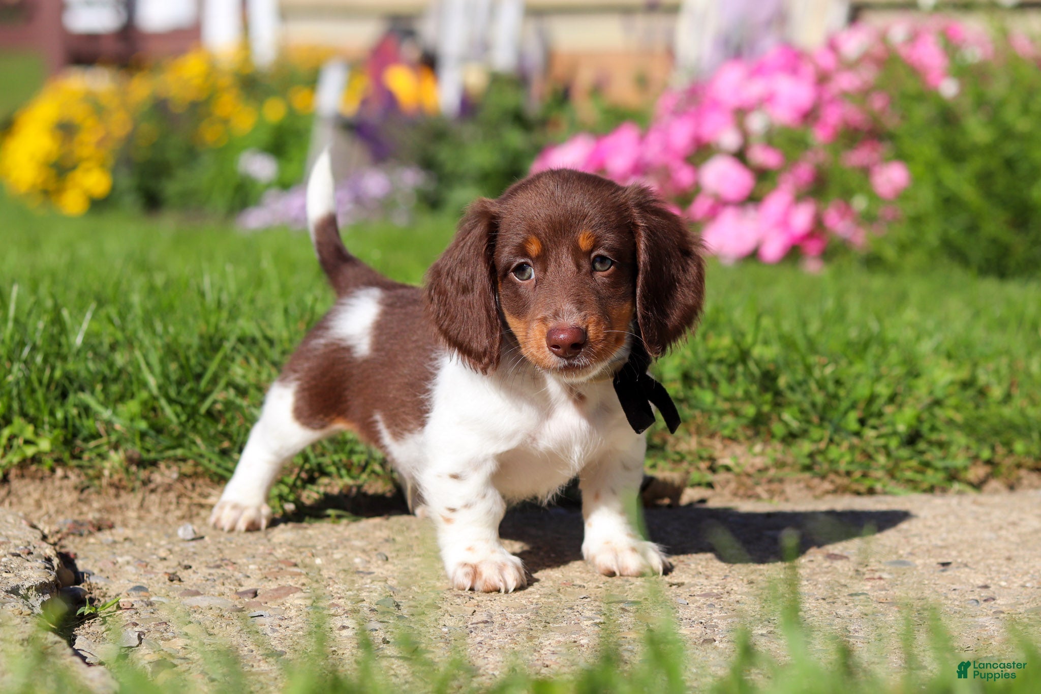Dachshund dogs Chase - Ad 2
