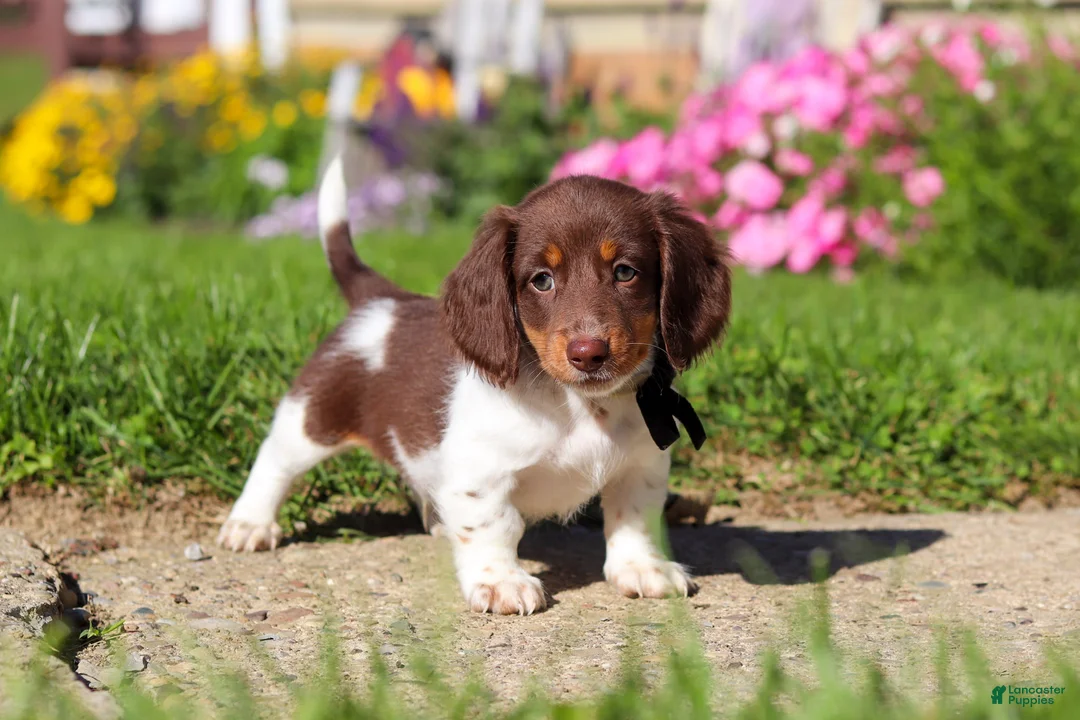 Dachshund dogs for sale: Chase - Ad 2