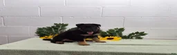 German Shepherd dogs for sale: Hero - Ad 6
