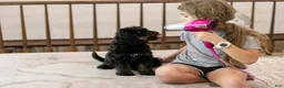 Bernedoodle dogs for sale: Olympic - Ready Now! - Ad 4