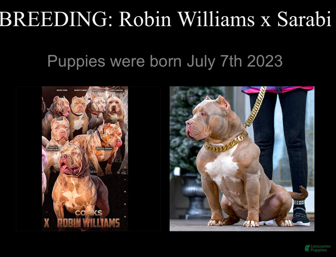 American Bully dogs for sale: Louis - Ad 15