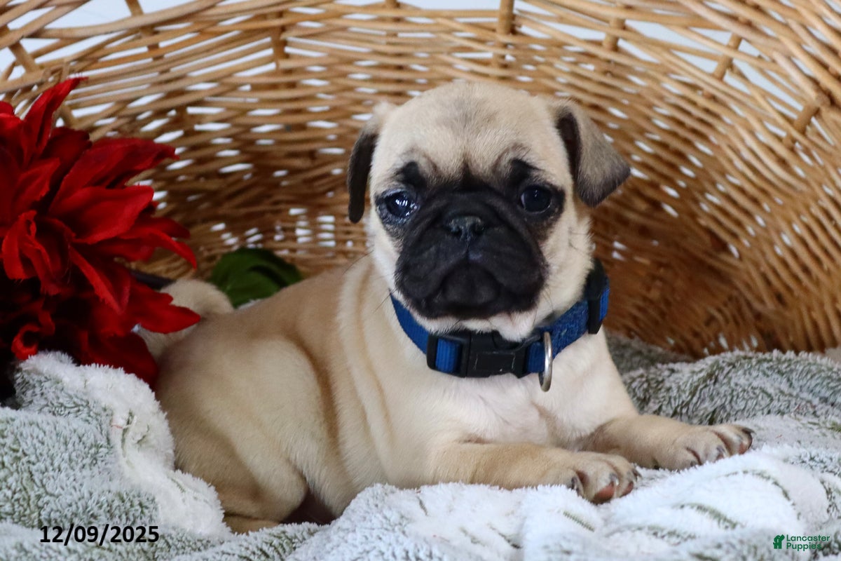 Pug dogs Molly - Ad 10