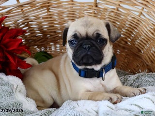 Pug dogs Molly - Ad 1