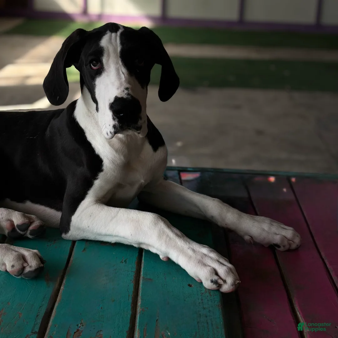 Great Dane dogs for sale: Blanche  - Ad 1