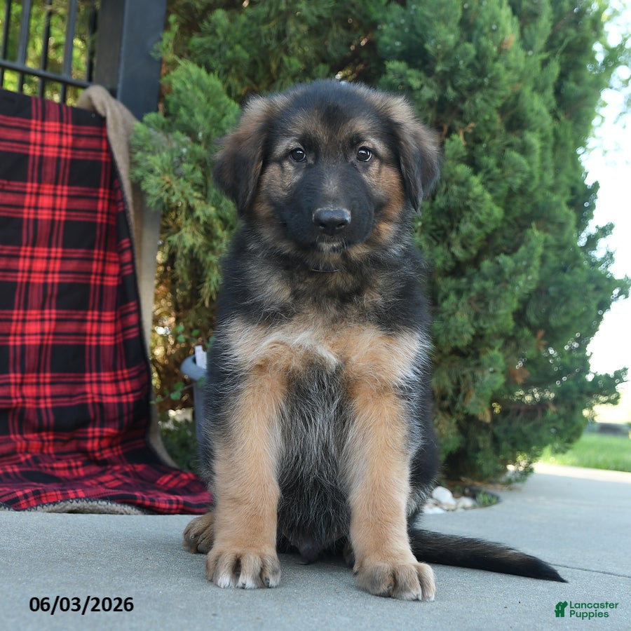 Mixed Breed dogs Ryder  - Ad 1