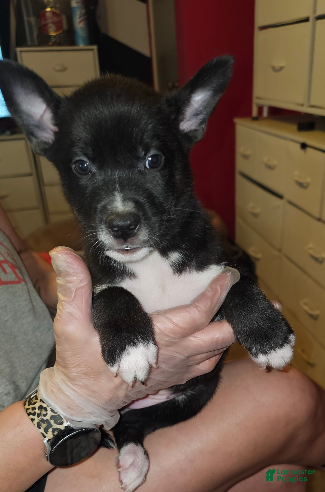 Mixed Breed dogs for sale: Luke - Ad 2