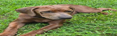 Rhodesian Ridgeback 2