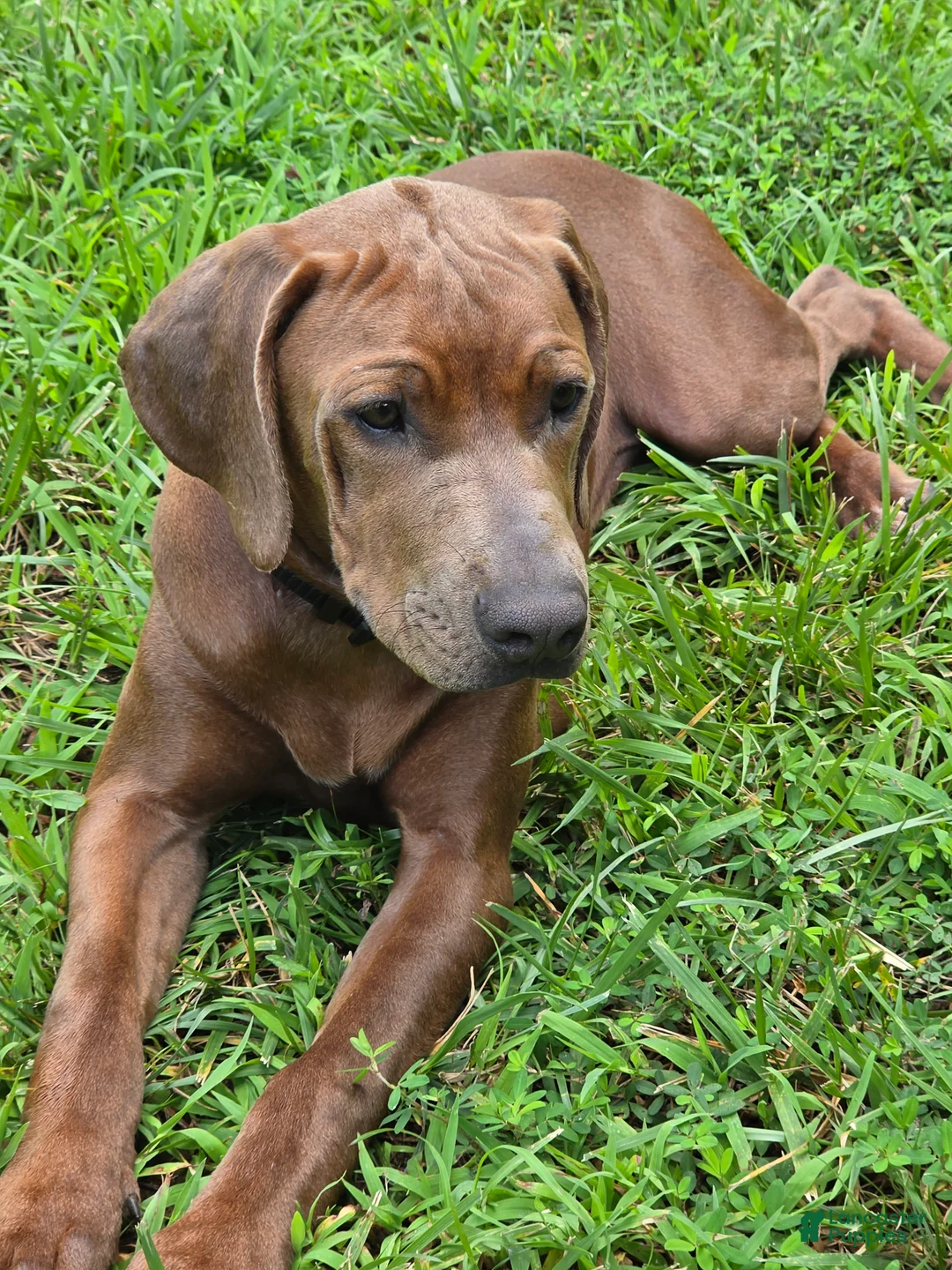 Rhodesian Ridgeback dogs for sale: Rhodesian Ridgeback 2 - Ad 1