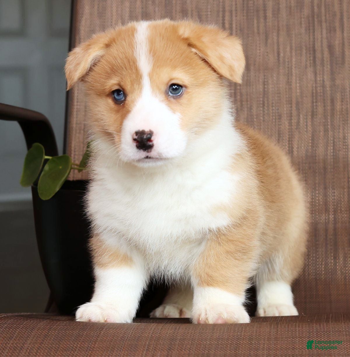 Welsh Corgi Pembroke dogs Clifford - Ad 2