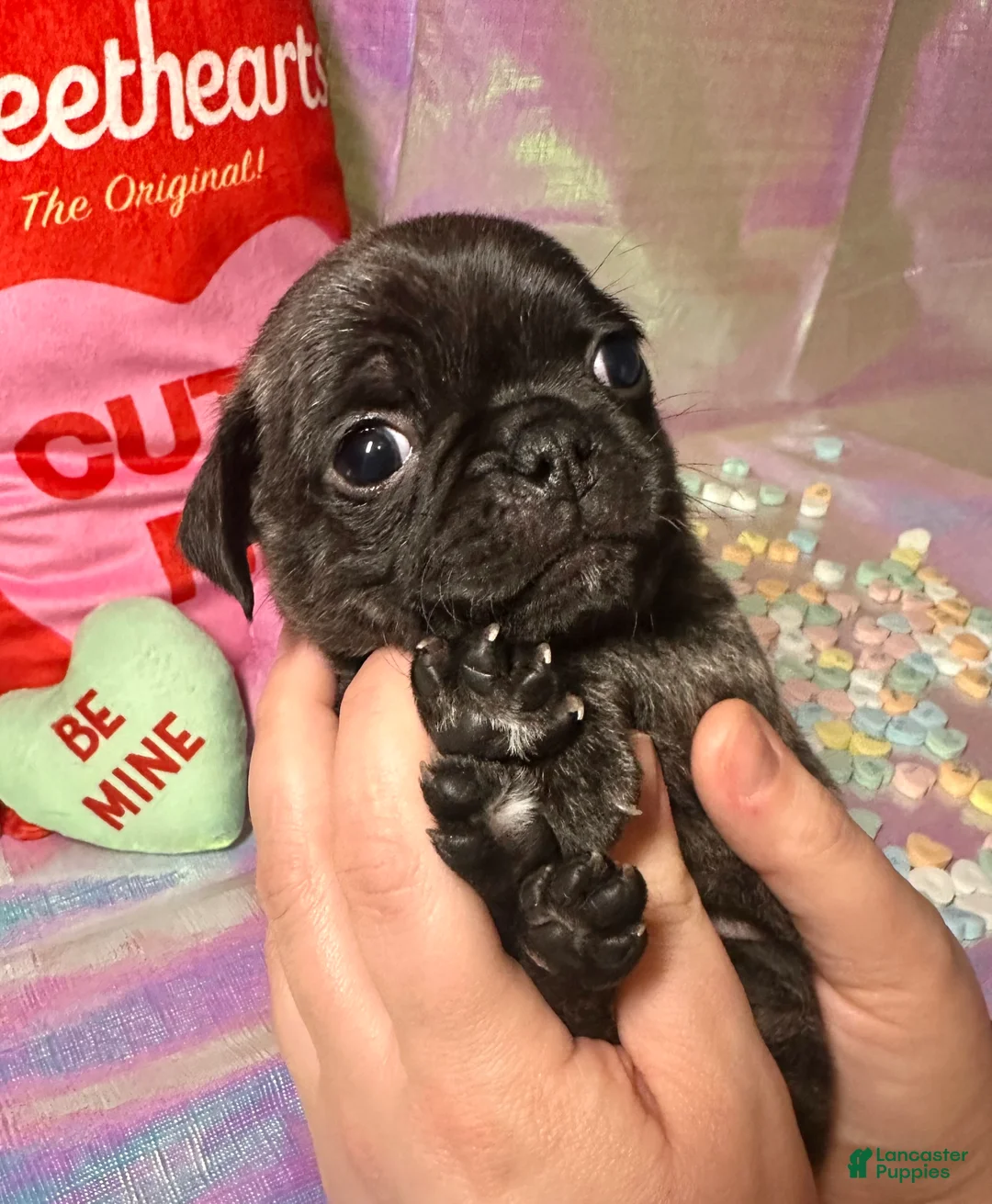Pug dogs for sale: Snickerdoodle - Ad 2