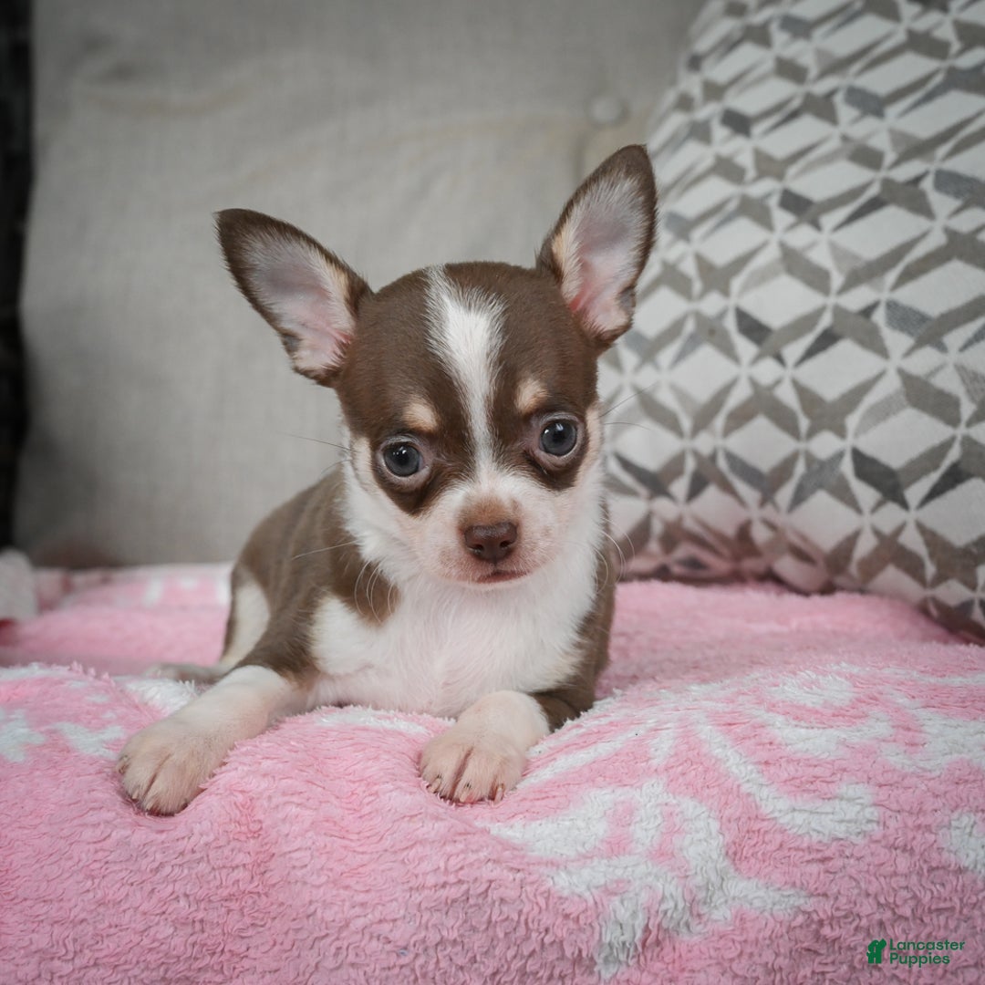 Chihuahua dogs for sale: Isabel - Ad 13