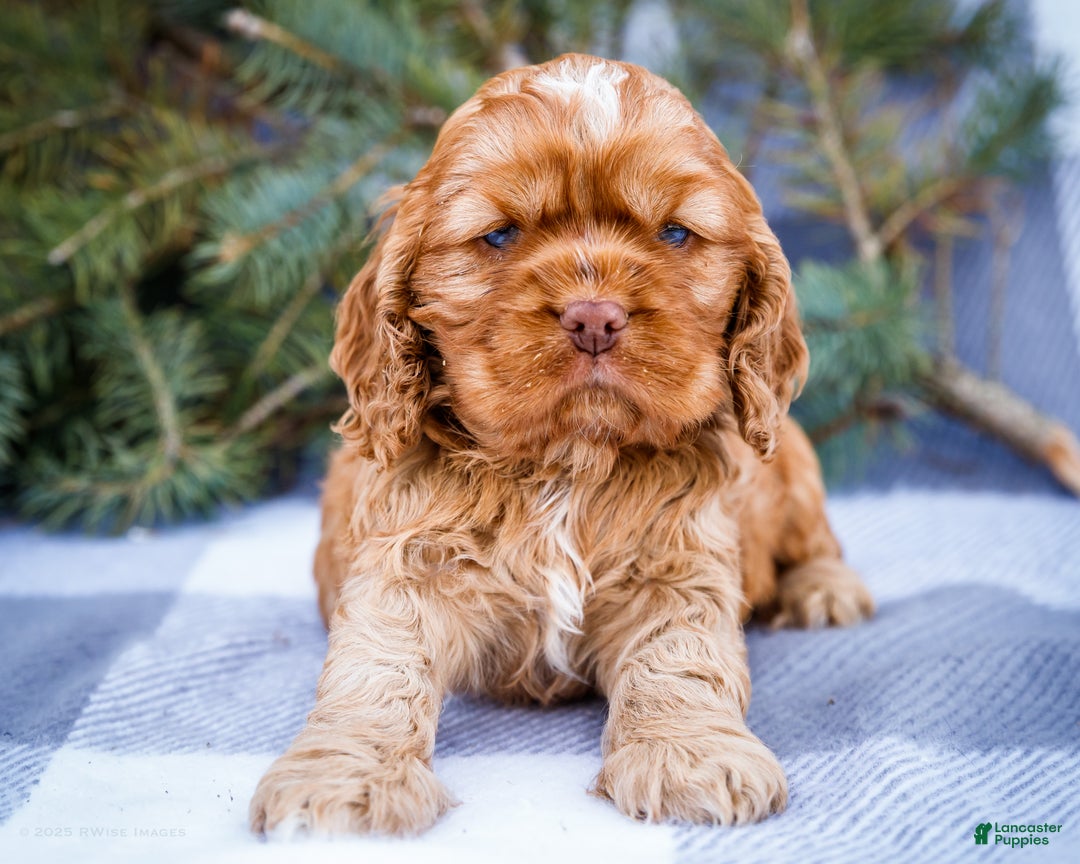 Cocker Spaniel dogs for sale: Tony - Ad 3