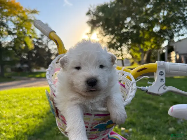 Samoyed dogs for sale: Purple - Ad 1
