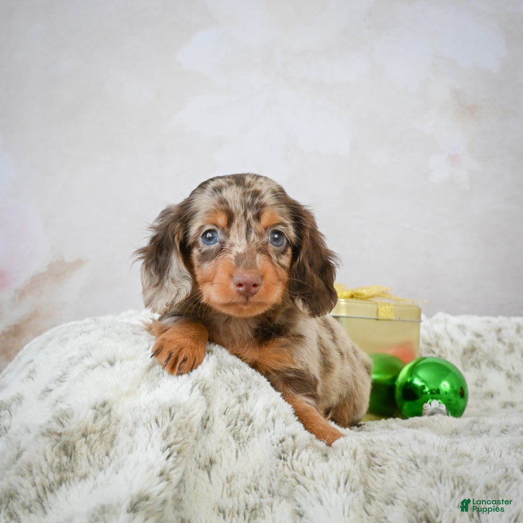 Miniature Dachshund dogs for sale: Parker - Ad 8
