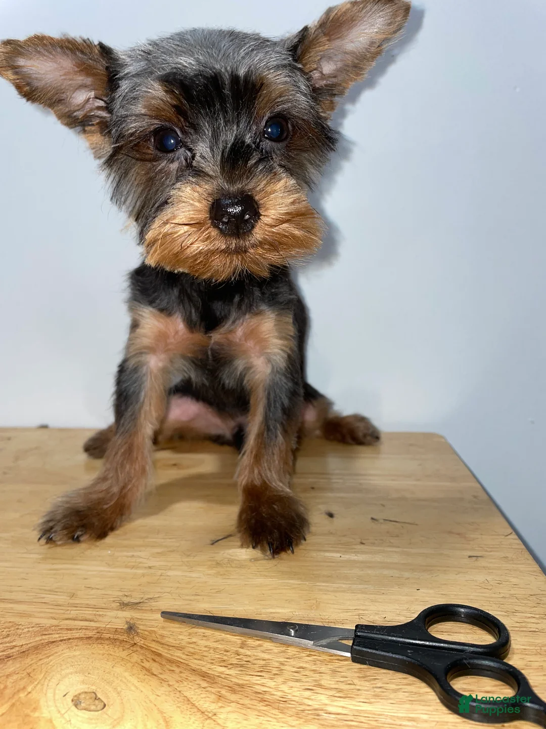 Yorkshire Terrier dogs for sale: Yorkshire Terrier 3 - Ad 3
