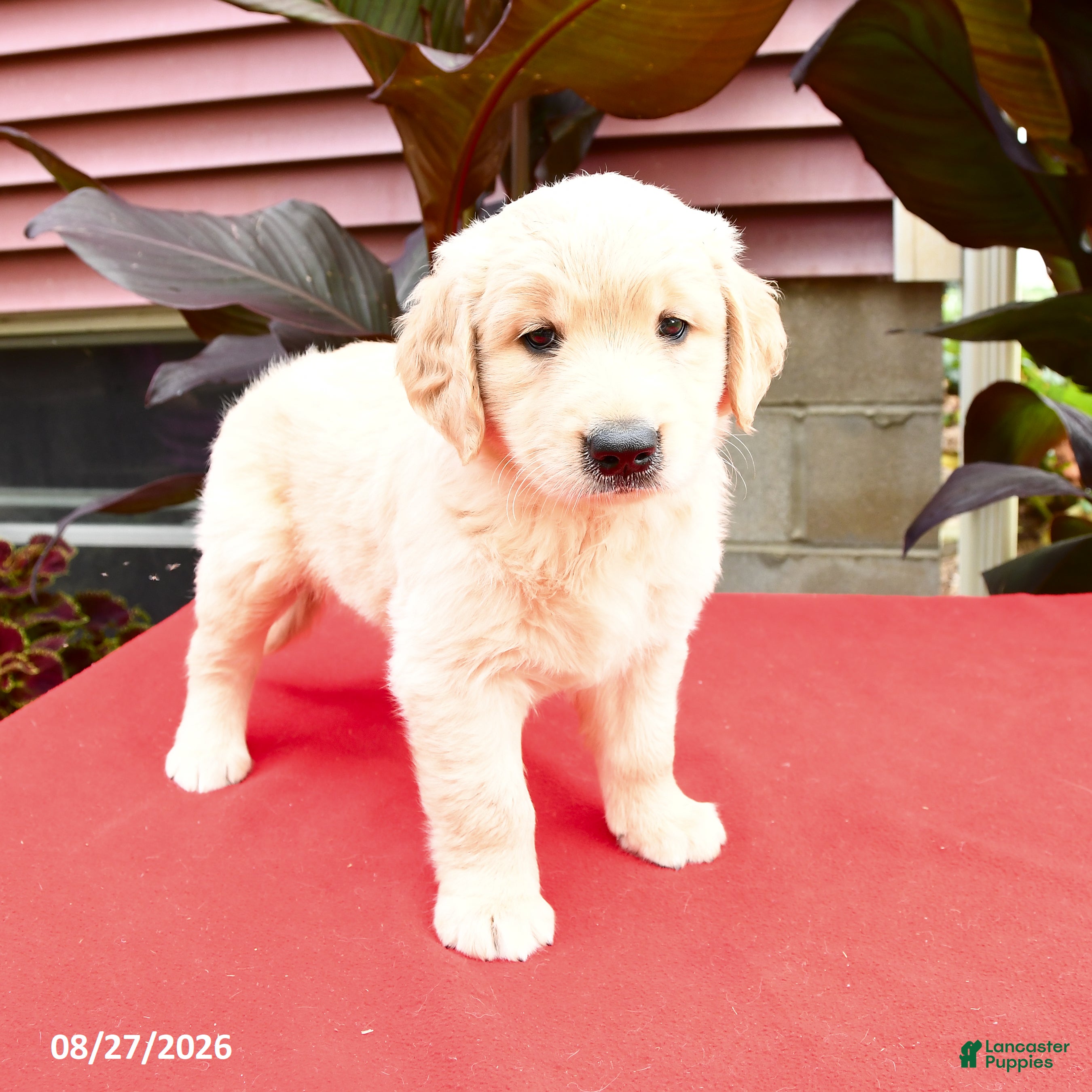 Golden Retriever dogs for sale: Cotton - Ad 2