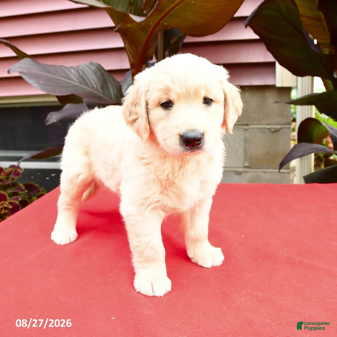 Golden Retriever dogs for sale: Cotton - Ad 1