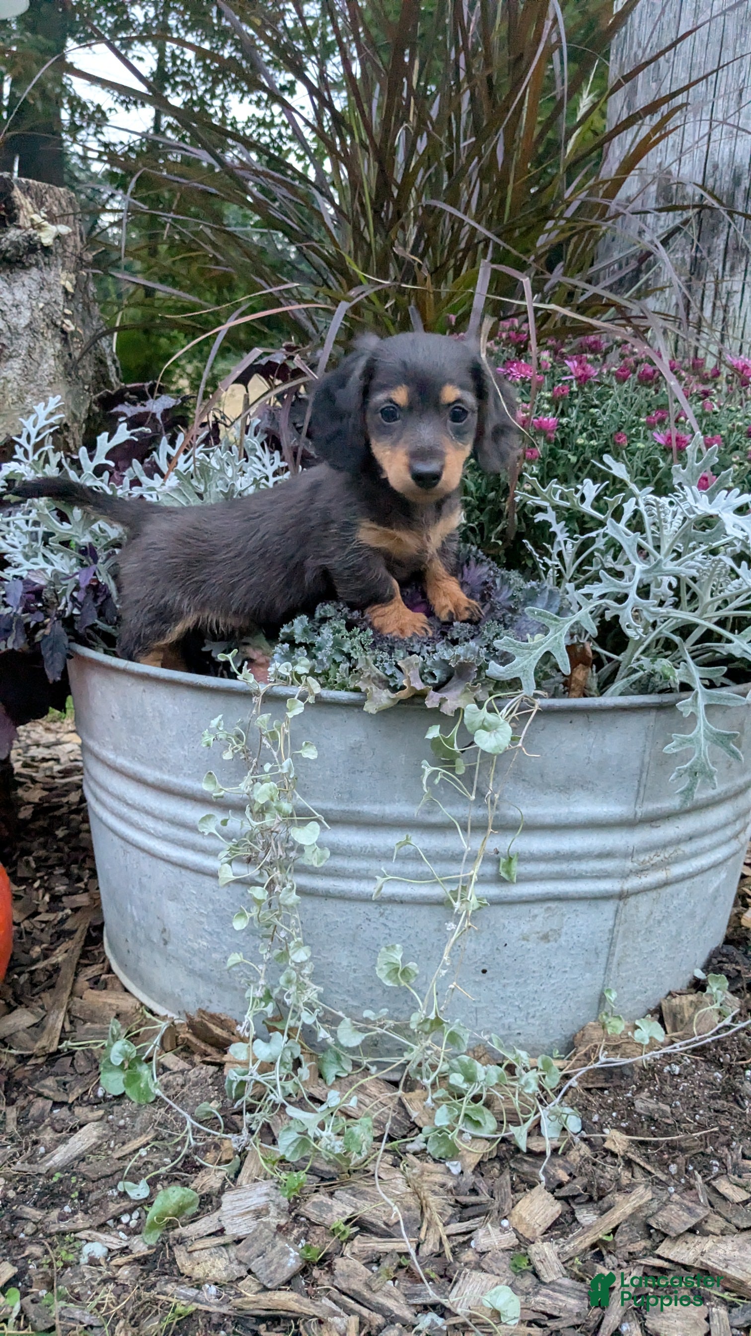 Miniature Dachshund dogs Autumn - Ad 2