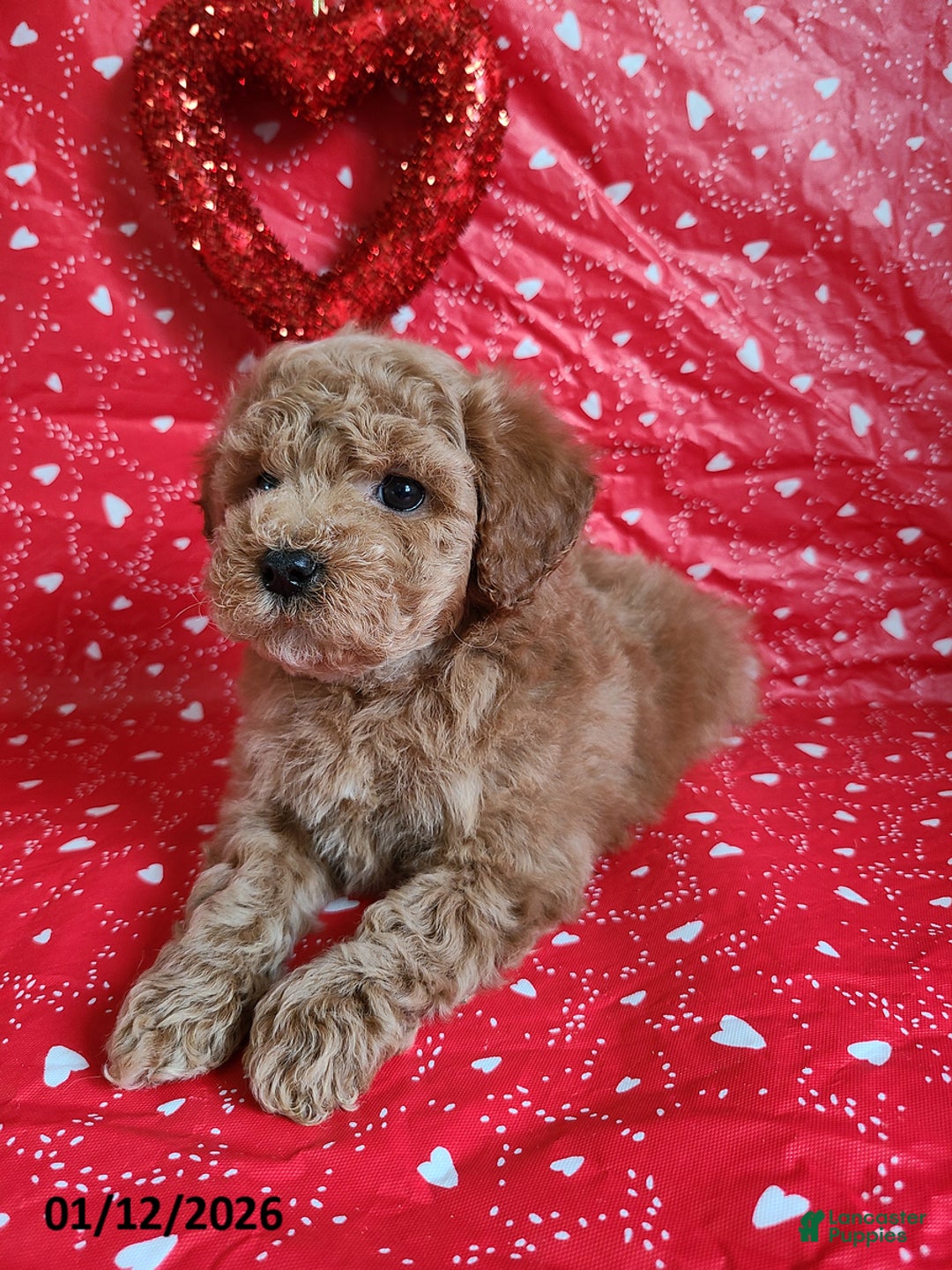 Bichpoo dogs for sale: Daryn - Ad 5