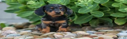 Miniature Dachshund dogs for sale:  Tilly 🎀 - Ad 14