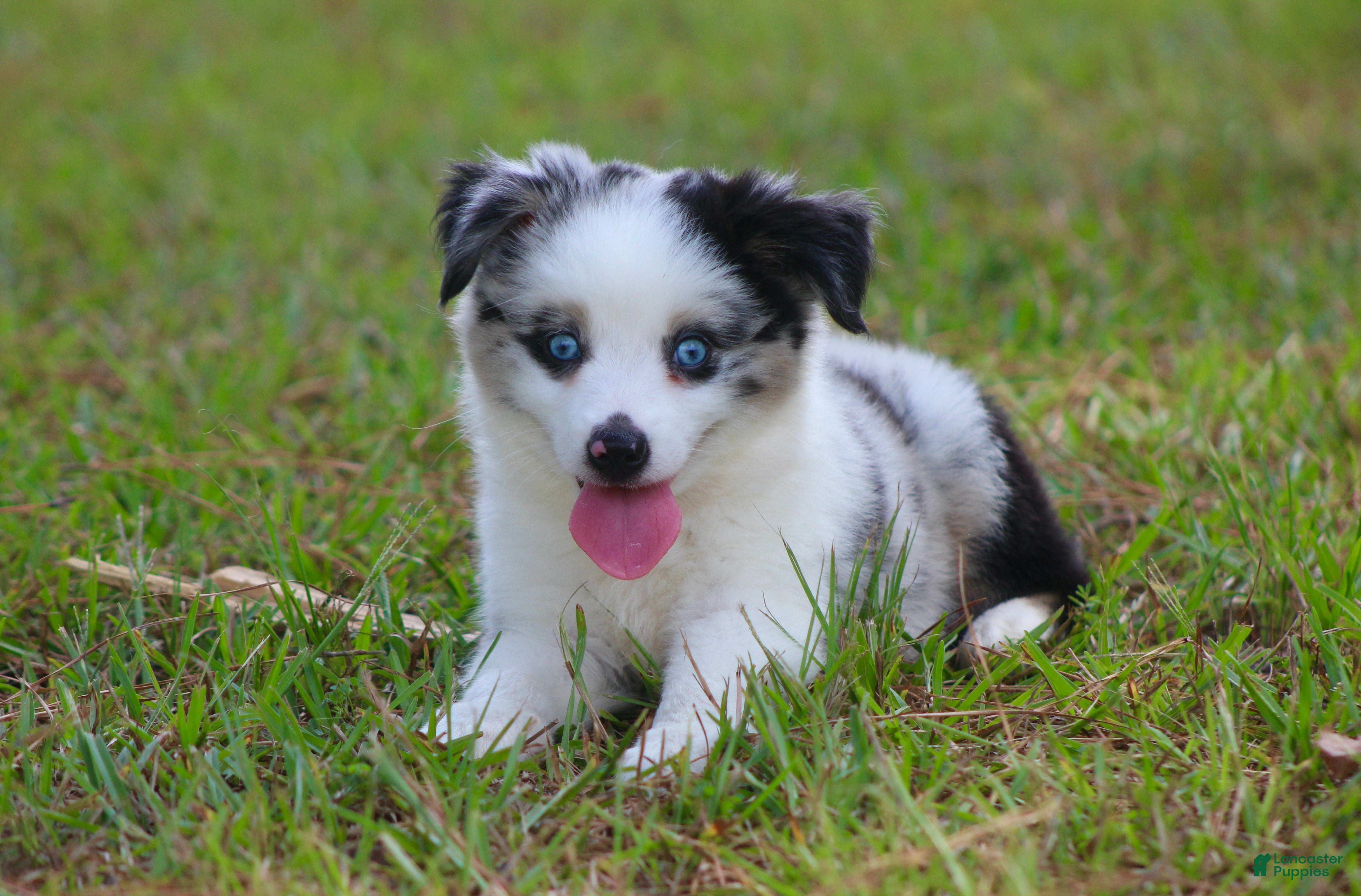 Australian Shepherd dogs Ace - Ad 1