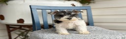 Miniature Schnauzer dogs for sale: Dancer - Ad 11