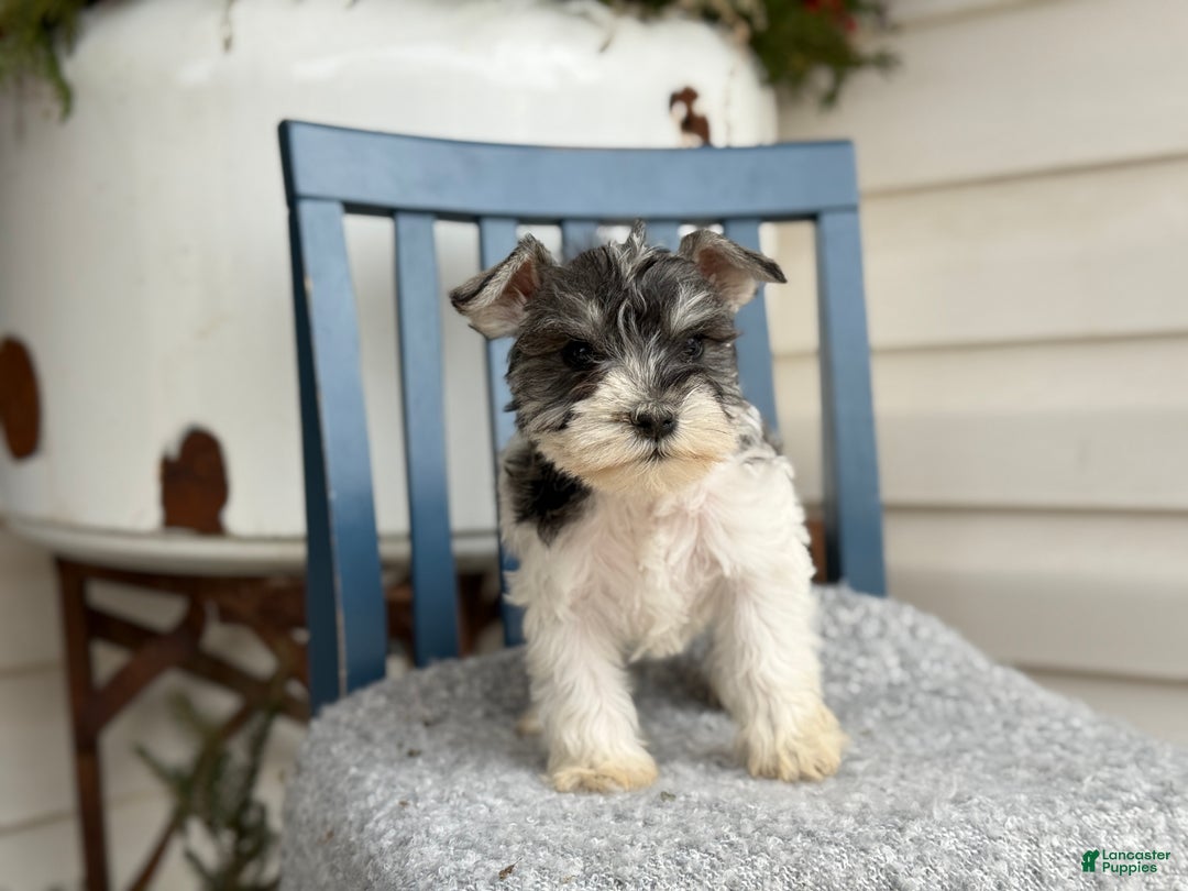 Miniature Schnauzer dogs for sale: Dancer - Ad 11