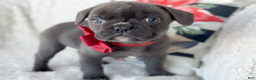 French Bulldog dogs for sale: Vixen Blue Fluffy Carrier - Ad 1
