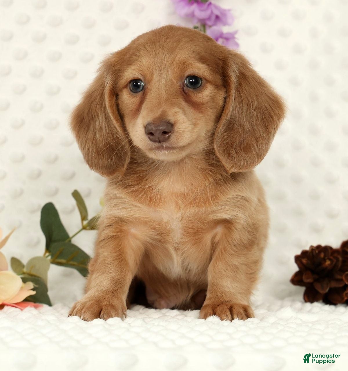 Miniature Dachshund dogs Wilmer - Ad 1