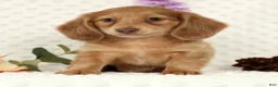Miniature Dachshund dogs for sale: Wilmer - Ad 1
