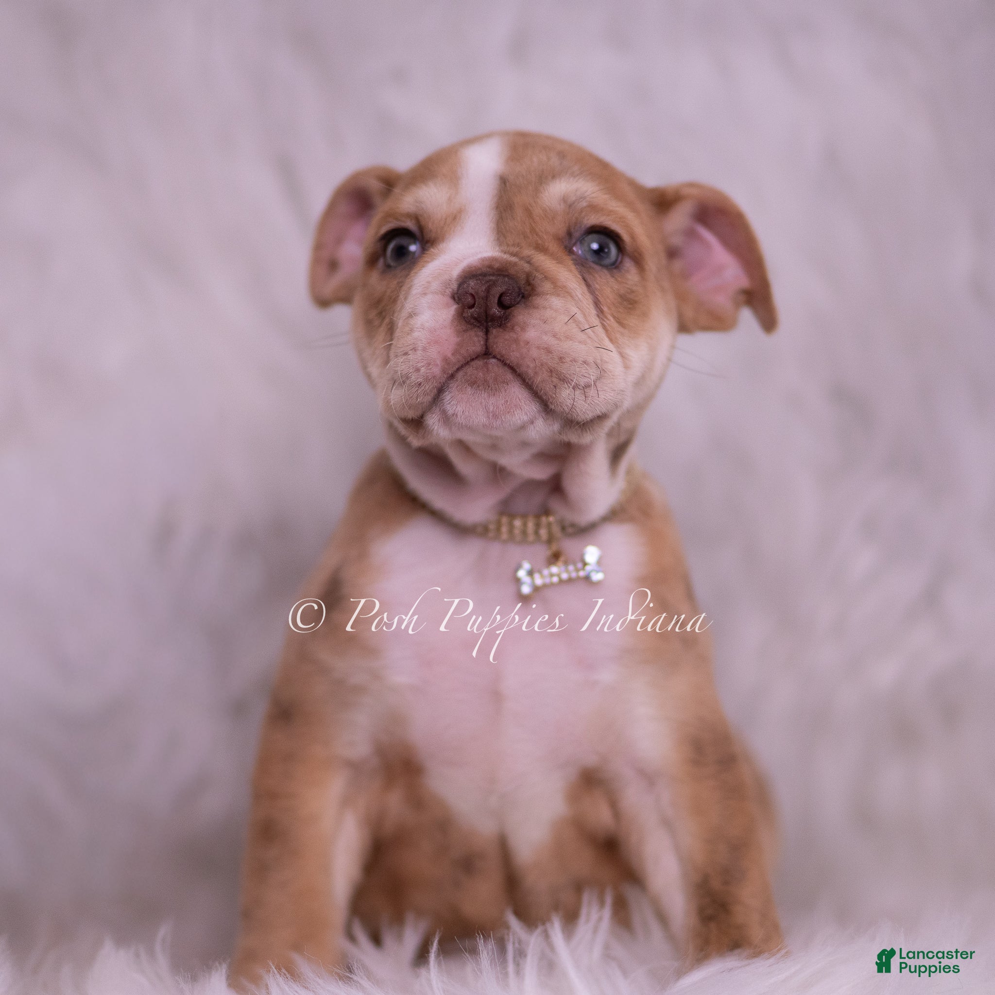 English Bulldog dogs Jinko - Ad 2