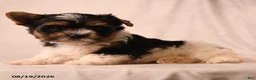 Biewer Terrier dogs for sale: Charlotte - Ad 4